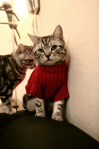 华体会app-引擎轰鸣中的绿茵剧本，当F1街道赛上演那不勒斯式逆袭