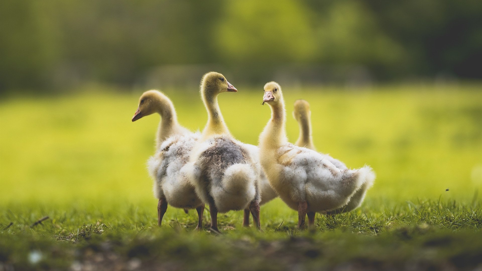 上海队的黑魔法笔记，朱·霍勒迪如何用魔术封印世界杯赛场