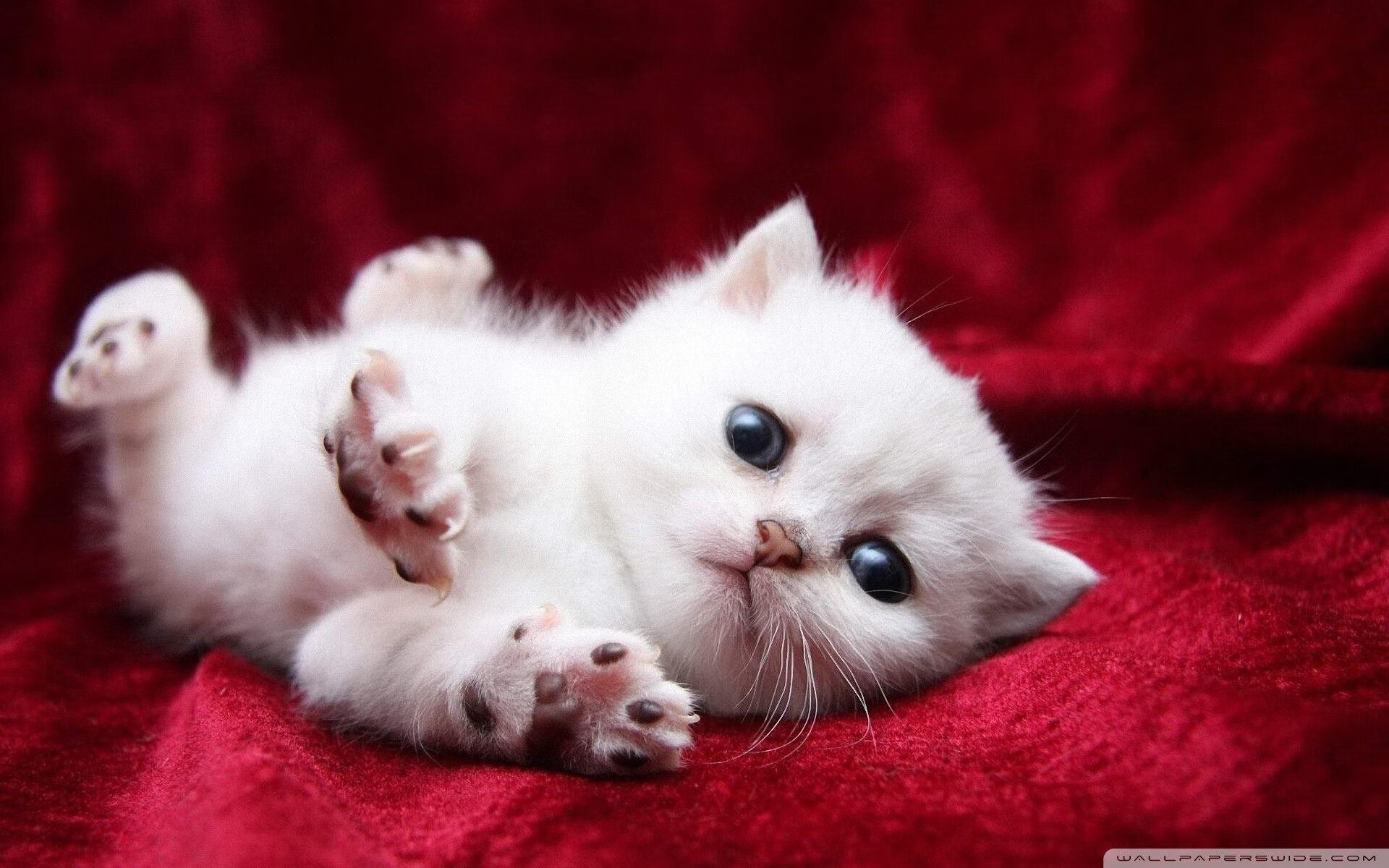 音乐停摆时刻，当致爱丽丝见证基耶萨绝杀挪威